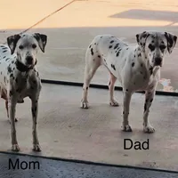 Little Spotties Full Dalmatian, a female Dalmatian for sale in Apple Valley, CA – Photo 3 of 4