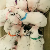 Little Spotties Full Dalmatian, a female Dalmatian for sale in Apple Valley, CA – Photo 2 of 4