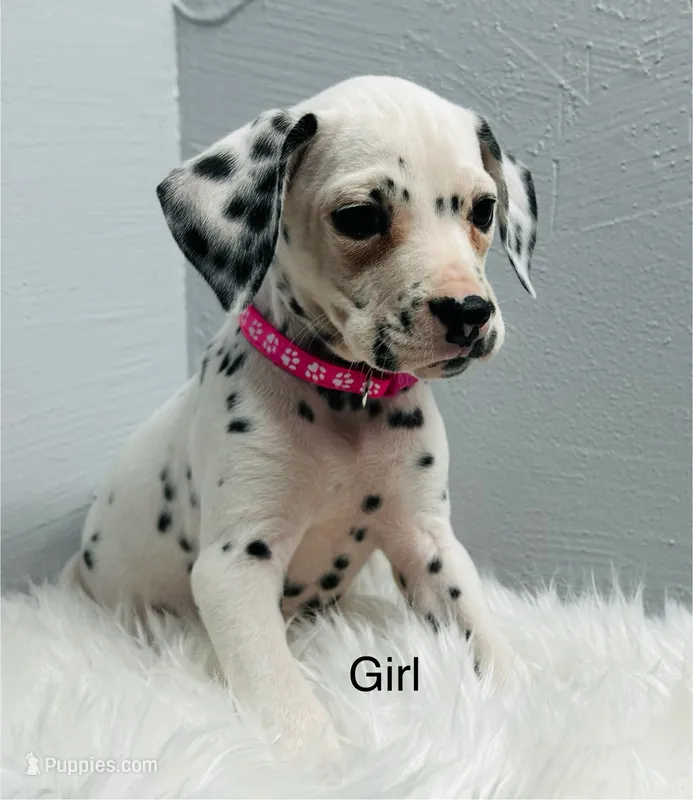 Little Spotties Full Dalmatian