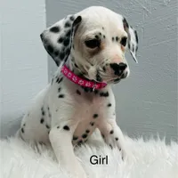 Little Spotties Full Dalmatian, a female Dalmatian for sale in Apple Valley, CA – Photo 1 of 4