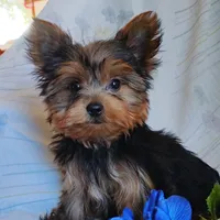 Chip, a male Yorkshire Terrier for sale in Pine Grove, PA – 1 of 6