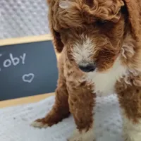 Toby, a male Goldendoodle for sale in Pine Grove, PA – 2 of 5