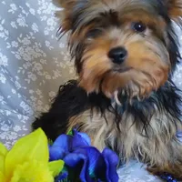 Chip, a male Yorkshire Terrier for sale in Pine Grove, PA – 2 of 6
