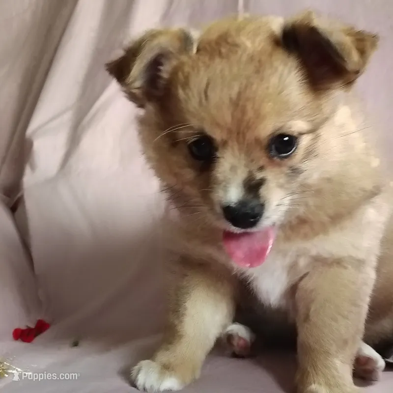 Barbie – Pomchi puppy for sale in Pine Grove, PA