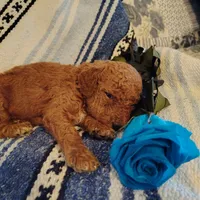Shnooki, a male Miniature Goldendoodle for sale in Pine Grove, PA – 5 of 5