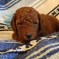 Shnooki, a male Miniature Goldendoodle for sale in Pine Grove, PA – 2 of 5