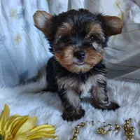 Jacqueline, a female Yorkshire Terrier for sale in Pine Grove, PA – 3 of 5