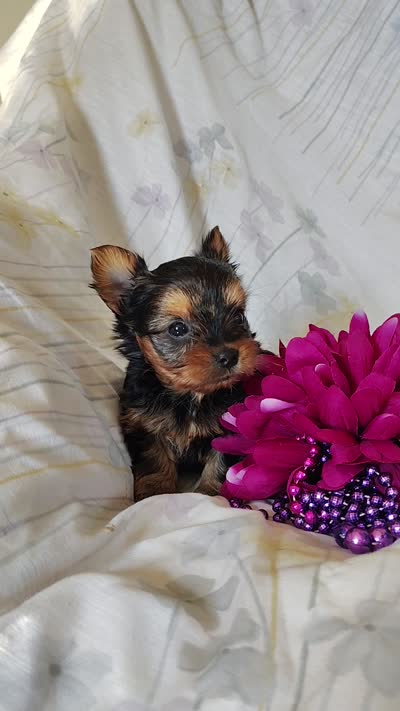 Anna, a female Yorkshire Terrier for sale in Pine Grove, PA – 6 of 6