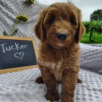 Tucker, a male Goldendoodle for sale in Pine Grove, PA – 3 of 8