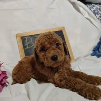 Bubbles, a female Miniature Goldendoodle for sale in Pine Grove, PA – 3 of 7