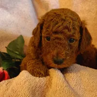 Sandy, a female Miniature Goldendoodle for sale in Pine Grove, PA – 4 of 5
