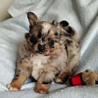 Boots, a male Pomchi for sale in Pine Grove, PA – 6 of 6