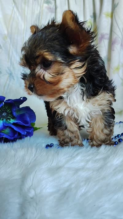 Jesse, a male Yorkshire Terrier for sale in Pine Grove, PA – 5 of 5