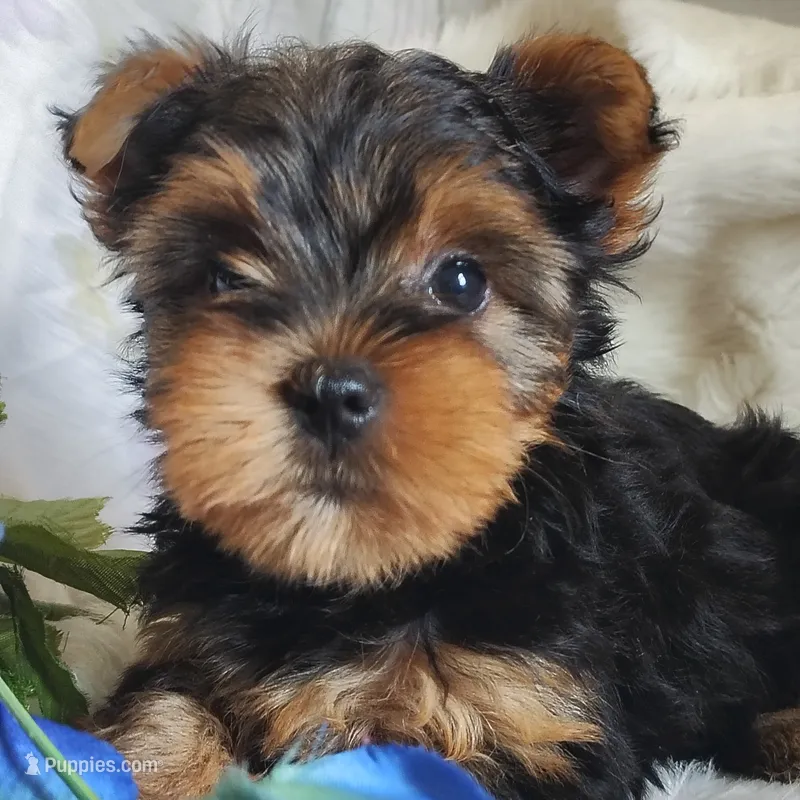 Lancealot l .  – Yorkshire Terrier puppy for sale in Pine Grove, PA