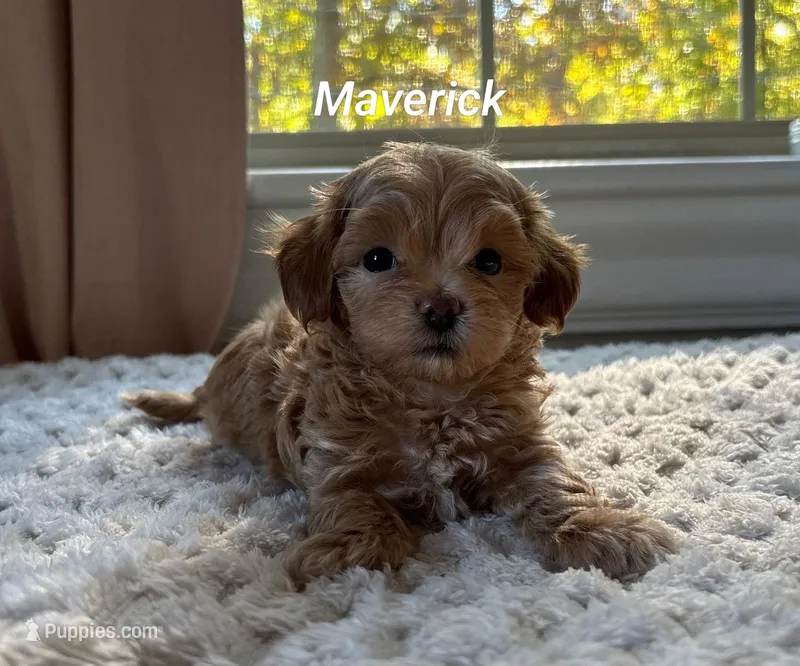 Maverick  – Maltipoo puppy for sale in Pine Grove, PA