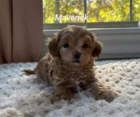 Maverick , a male Maltipoo for sale in Pine Grove, PA – 1 of 1