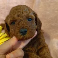 Sunshine, a female Miniature Goldendoodle for sale in Pine Grove, PA – 8 of 9