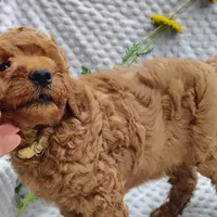 Tommy , a male Goldendoodle for sale in Pine Grove, PA – 7 of 10