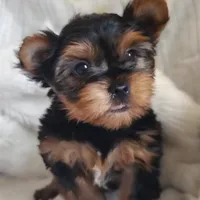 Linus, a male Yorkshire Terrier for sale in Pine Grove, PA – 2 of 5