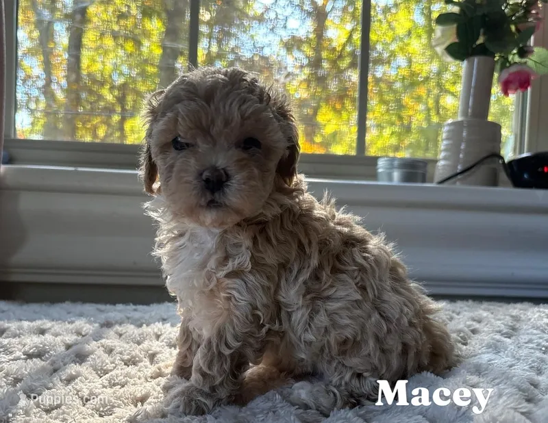 Maci – Maltipoo puppy for sale in Pine Grove, PA
