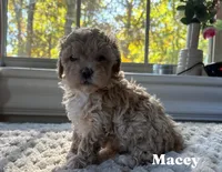 Maci, a female Maltipoo for sale in Pine Grove, PA – 1 of 1