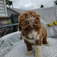 Chester, a male Goldendoodle for sale in Pine Grove, PA – 7 of 9