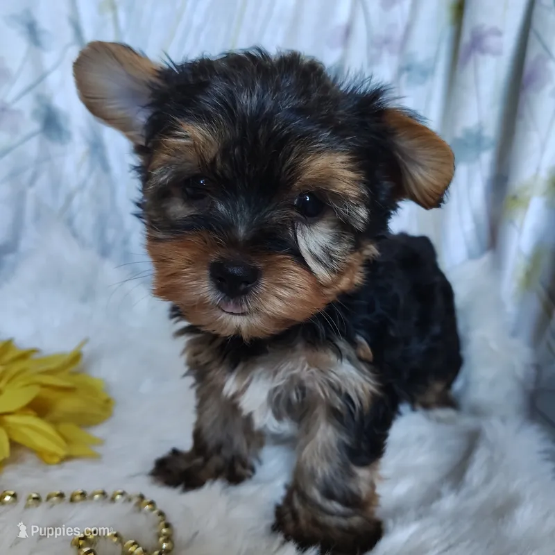 Jacqueline – Yorkshire Terrier puppy for sale in Pine Grove, PA