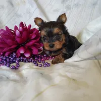 Anna, a female Yorkshire Terrier for sale in Pine Grove, PA – 3 of 6
