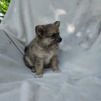 Snickers, a male Pomchi for sale in Pine Grove, PA – 5 of 6