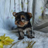 Jacqueline, a female Yorkshire Terrier for sale in Pine Grove, PA – 2 of 5