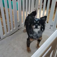 Betsy , a female Pomchi for sale in Pine Grove, PA – 3 of 5