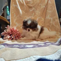 Peachy keen, a female Pomeranian for sale in Pine Grove, PA – 3 of 4