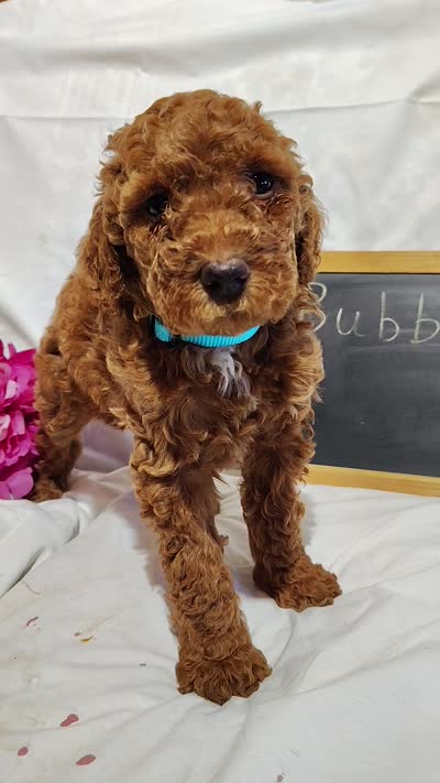 Bubbles, a female Miniature Goldendoodle for sale in Pine Grove, PA – 7 of 7