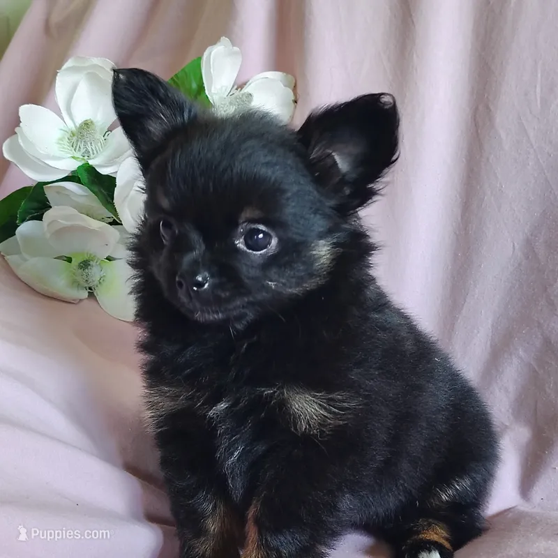 Bebe – Pomchi puppy for sale in Pine Grove, PA