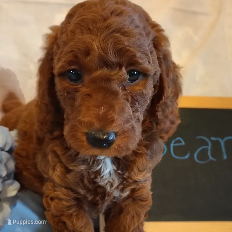 Bear – Miniature Goldendoodle puppy for sale in Pine Grove, PA