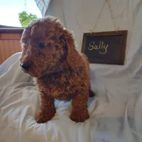 Sully, a male Miniature Goldendoodle for sale in Pine Grove, PA – 2 of 5