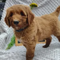Tucker, a male Goldendoodle for sale in Pine Grove, PA – 5 of 8