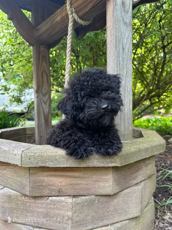 Shanea – Poodle - Miniature  puppy for sale in Pine Grove, PA