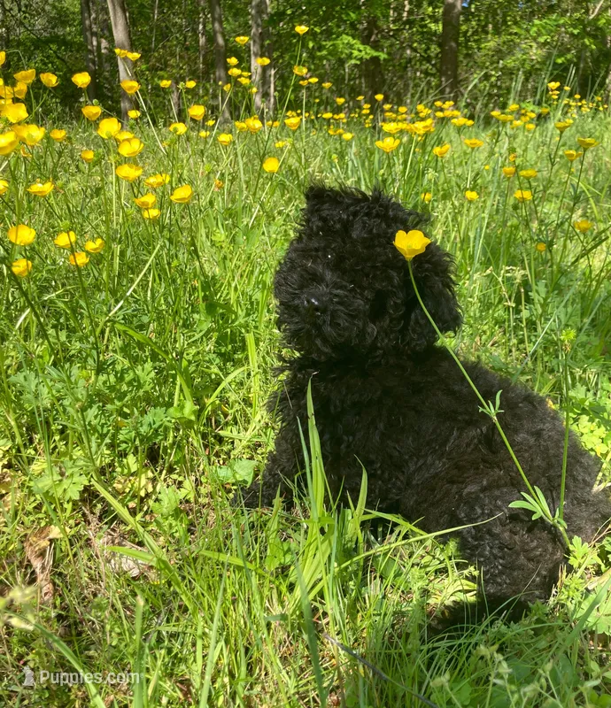 Shanea – Poodle - Miniature  puppy for sale in Pine Grove, PA