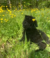 Shanea, a female Poodle - Miniature  for sale in Pine Grove, PA – 2 of 5