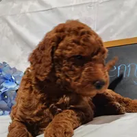 Benny, a male Miniature Goldendoodle for sale in Pine Grove, PA – 3 of 6