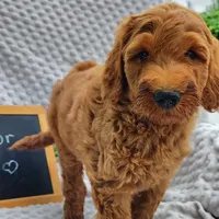 Trevor, a male Goldendoodle for sale in Pine Grove, PA – 4 of 8