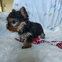 Jemma, a female Yorkshire Terrier for sale in Pine Grove, PA – 3 of 6
