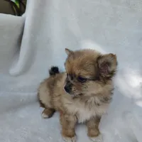 Kit kat, a female Pomchi for sale in Pine Grove, PA – 2 of 6