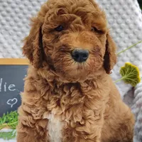 Paulie, a male Goldendoodle for sale in Pine Grove, PA – 1 of 4