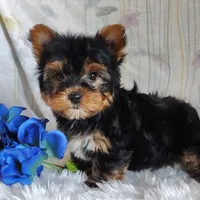 Antonio, a male Yorkshire Terrier for sale in Pine Grove, PA – 1 of 3