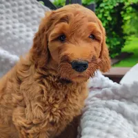 Trevor, a male Goldendoodle for sale in Pine Grove, PA – 1 of 8