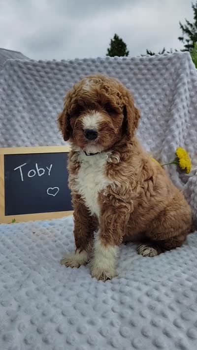 Toby, a male Goldendoodle for sale in Pine Grove, PA – 5 of 5
