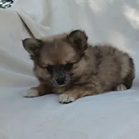 Snickers, a male Pomchi for sale in Pine Grove, PA – 2 of 6