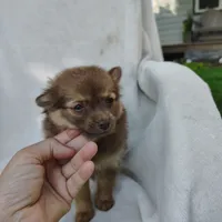 Kisses, a female Pomchi for sale in Pine Grove, PA – 1 of 6